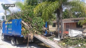 Palm Tree Removal Miami  